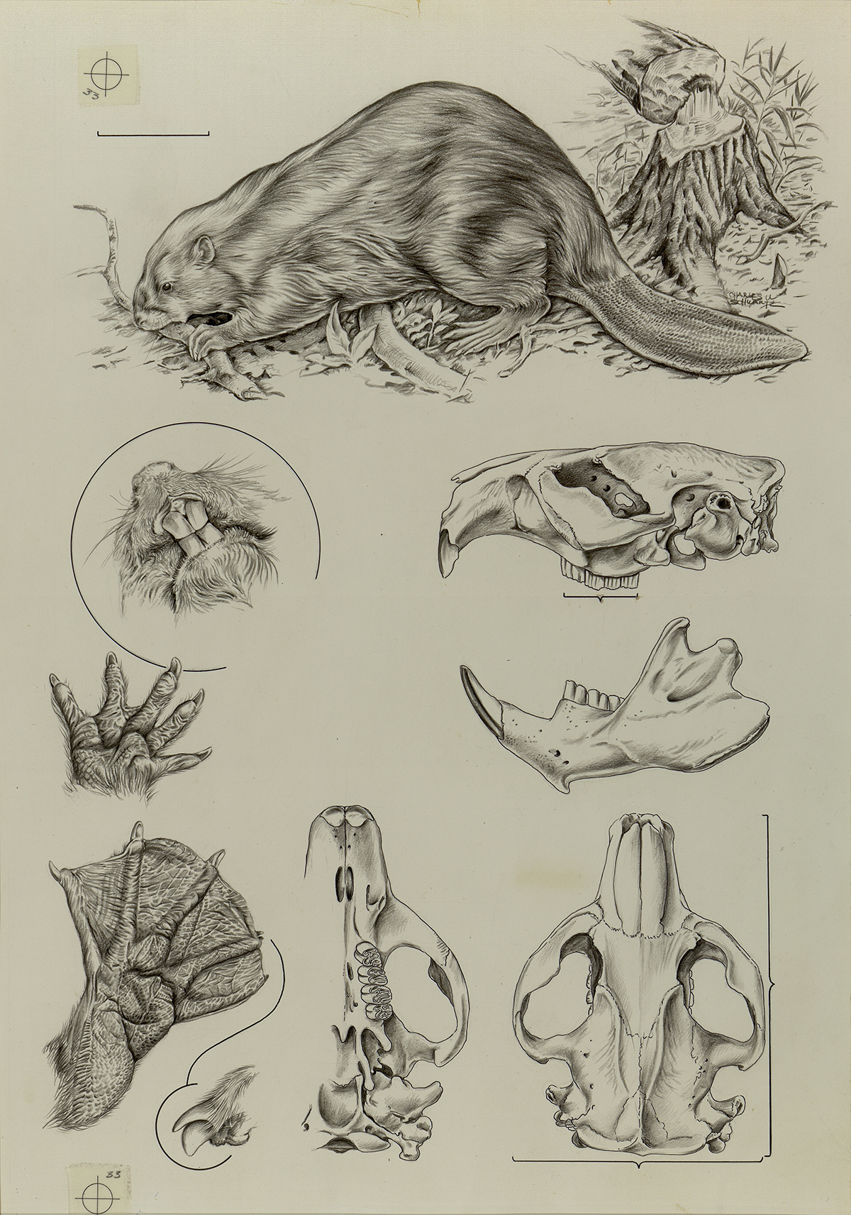 Beaver illustration