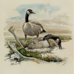 watercolor by Charles Schwartz showing a pair of Canadian geese