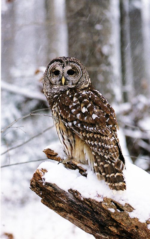 Barred Owl in Winter postcard