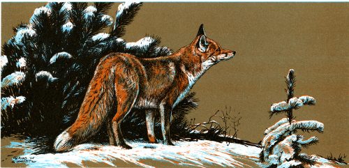 Red Fox notecard by Charles Schwartz