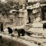 black bear exhibit at St. Louis Zoo, 1920s