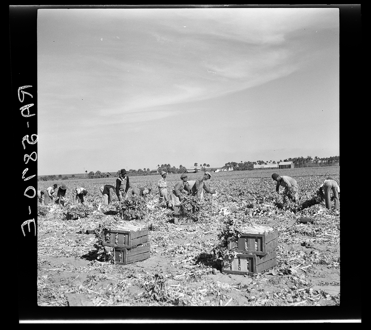 Workers harvesting celery, 1937